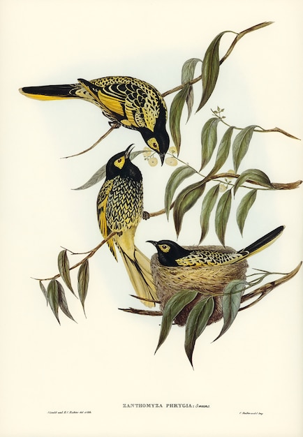 Free Photo warty-faced honey-eater (zanthomyza phrygia) illustrated by elizabeth gould 