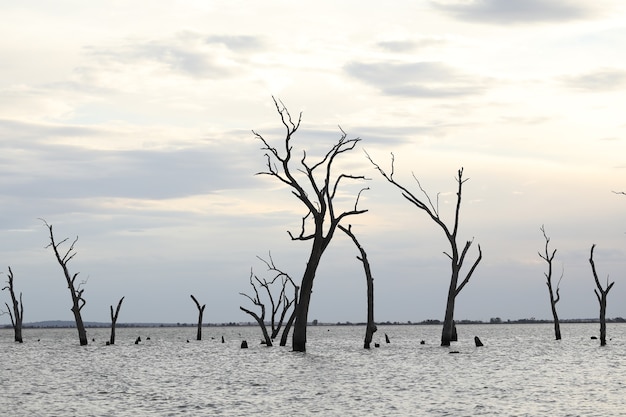 Free photo water scene with dead trees at dusk