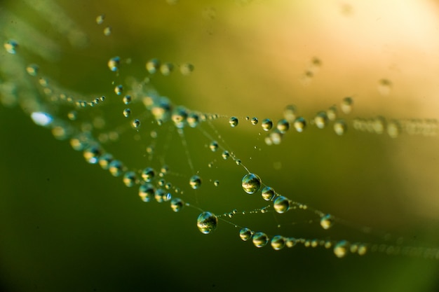 Free photo the web with water drops on green and  yellow