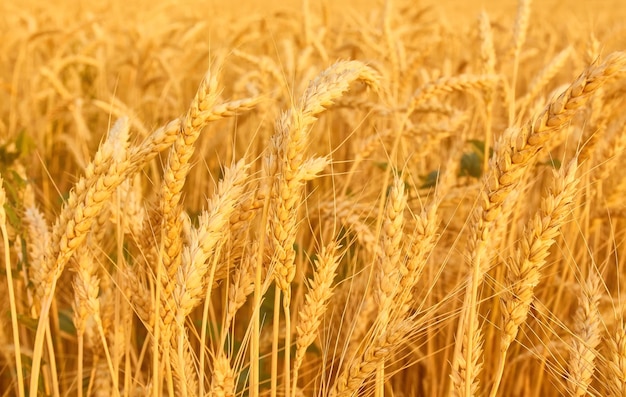 Free photo wheat field with spikelets in gold tones