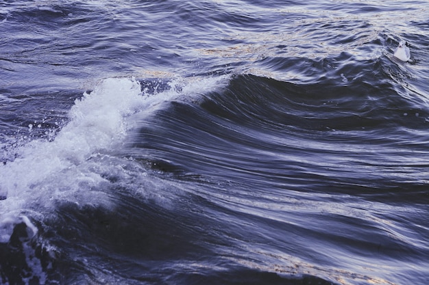 Free Photo white blue duck swimming in a wavy dark blue sea