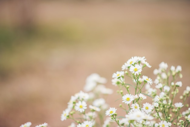 Free photo white flower background