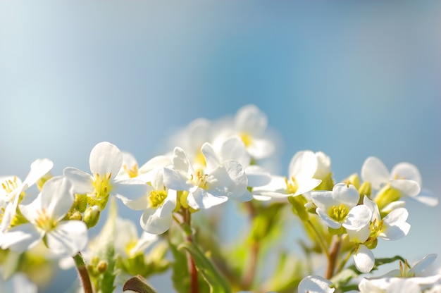 Free photo white flowers close with blue background