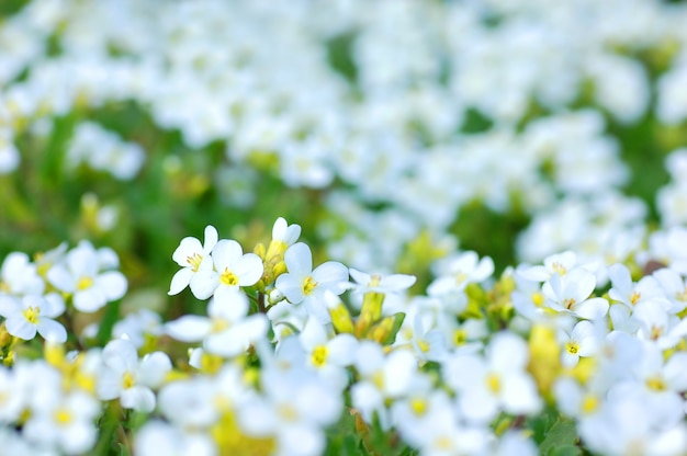 Free photo white flowers with blur background