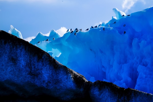 Free photo wide shot of a group of penguins on a tall iceberg