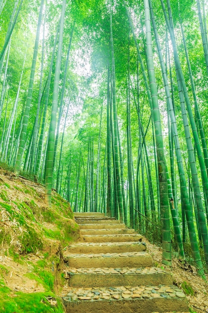 Free photo wood leaf green bright bamboo