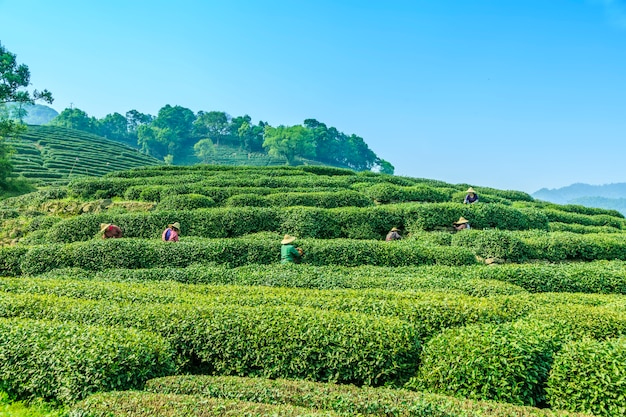 Free photo work plantation spring traditional background