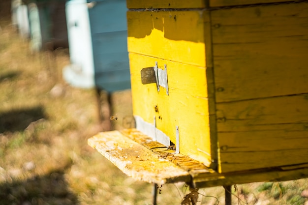 Free Photo yellow and blue wooden beehive boxes