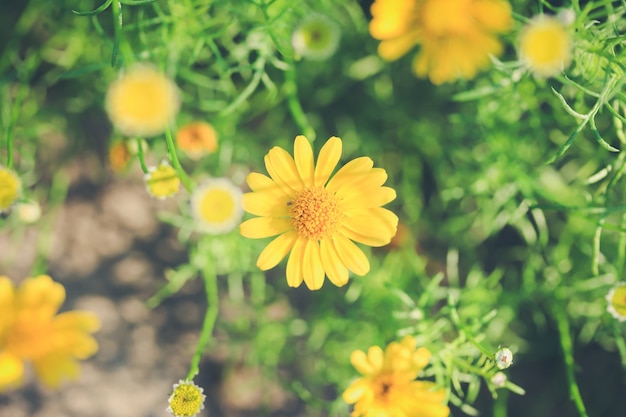 Free photo yellow flower