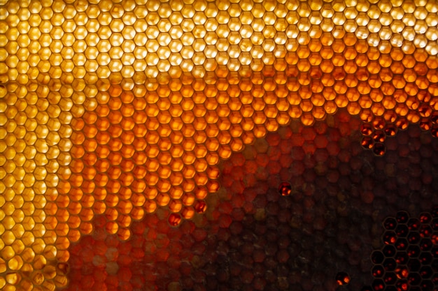 Free photo yellow honeycomb texture