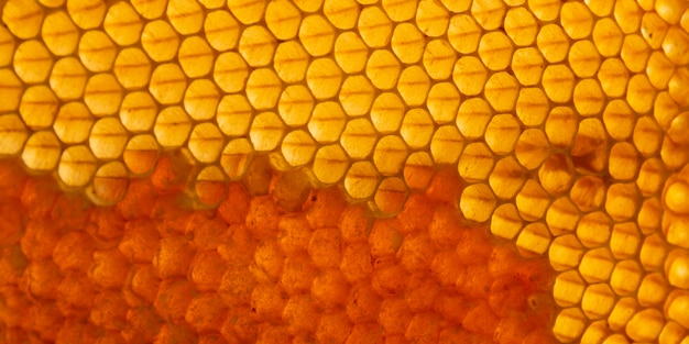 Free photo yellow honeycomb texture