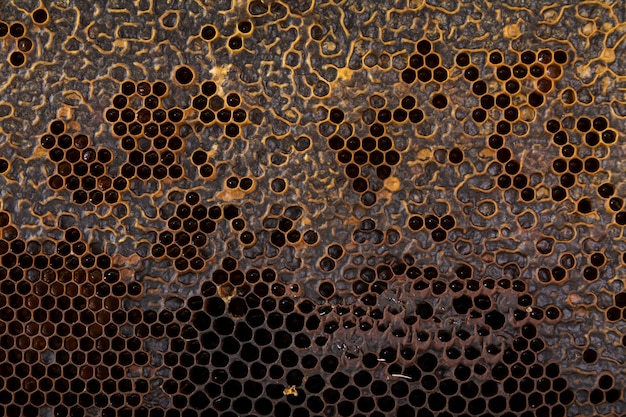 Free Photo yellow honeycomb texture