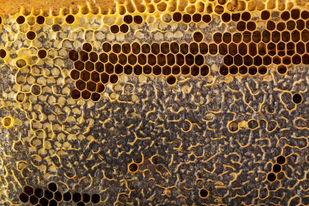 Free Photo yellow honeycomb texture