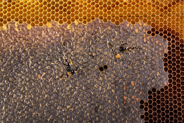 Free photo yellow honeycomb texture