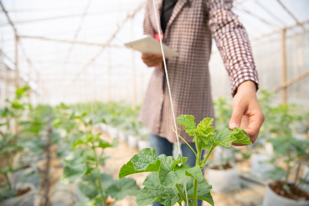 Free Photo young agricultural engineer studying new sort of melon growing in hothouse 