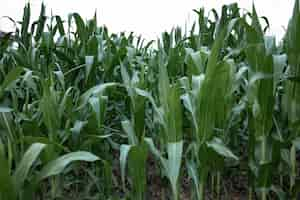 Free photo young green corn growing on the field, background. texture from young plants of corn, green background.