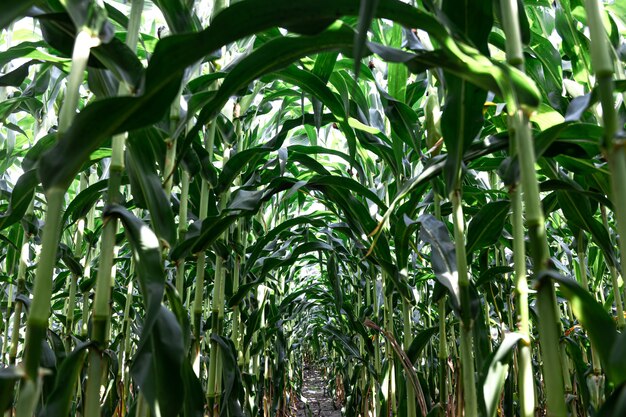 Young green corn growing on the field background