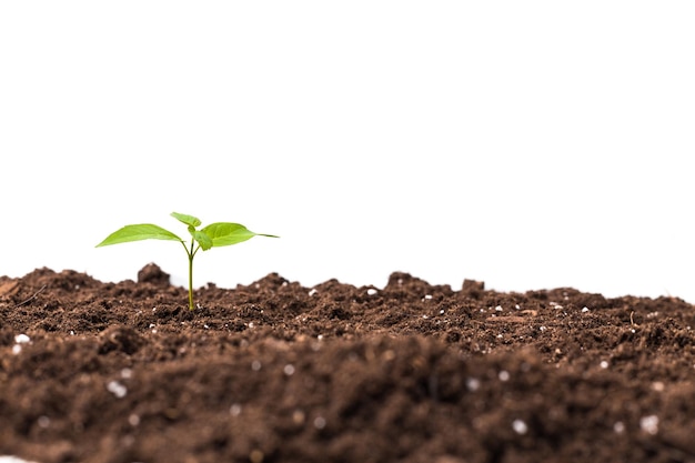 Free photo young plant isolated on white