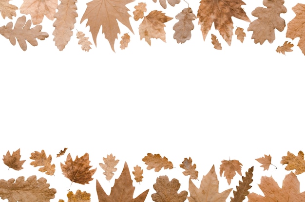 Free PSD autumn foliage frame design