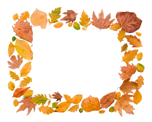 Free PSD autumn foliage frame design