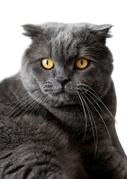 Beautiful cat portrait isolated