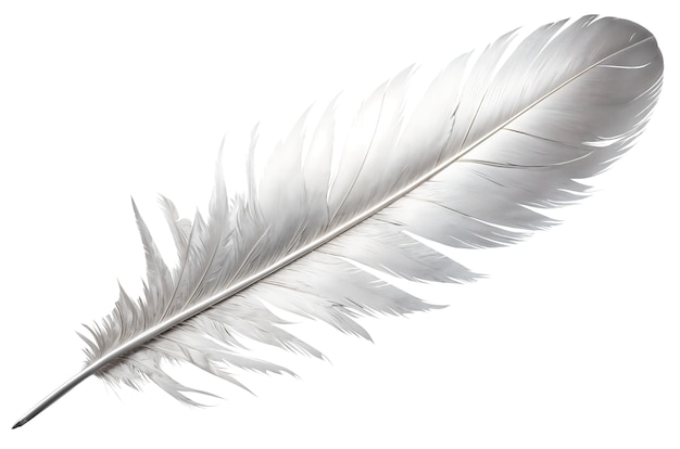 Free PSD beautiful feather in studio