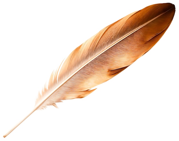 Free PSD beautiful feather in studio