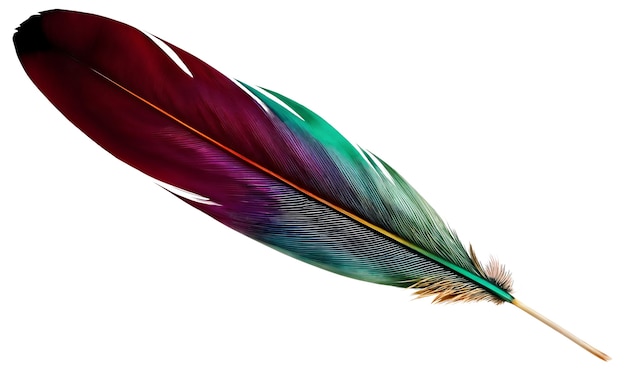 Free PSD beautiful feather in studio