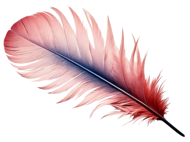 Free PSD beautiful feather in studio