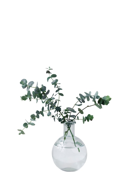 Free PSD beautiful plant in vase headshot still life