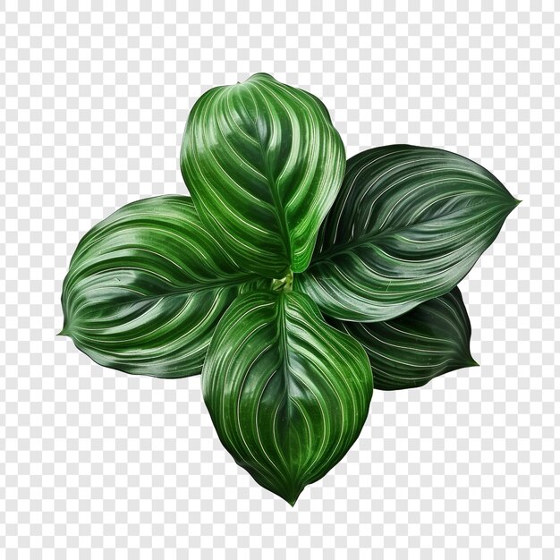 Free PSD calathea orbifolia png isolated on transparent background