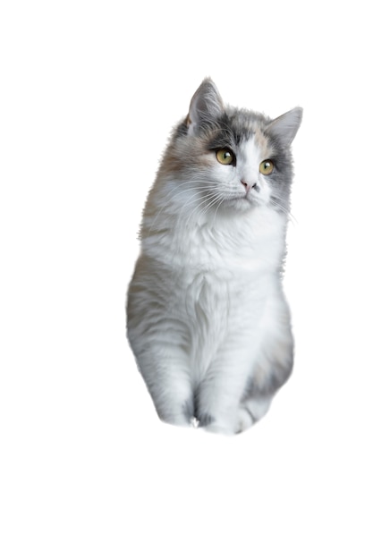 Free PSD cat isolated on white background