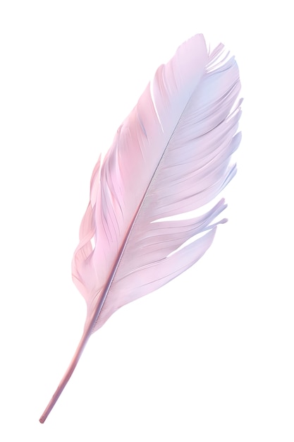 Free PSD close up on feather isolated