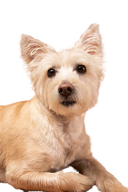 Cute dog portrait isolated