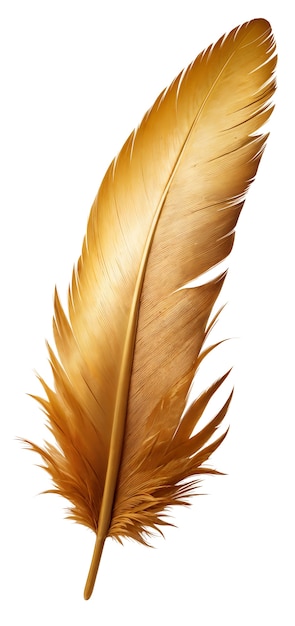 Free PSD delicate feather isolated