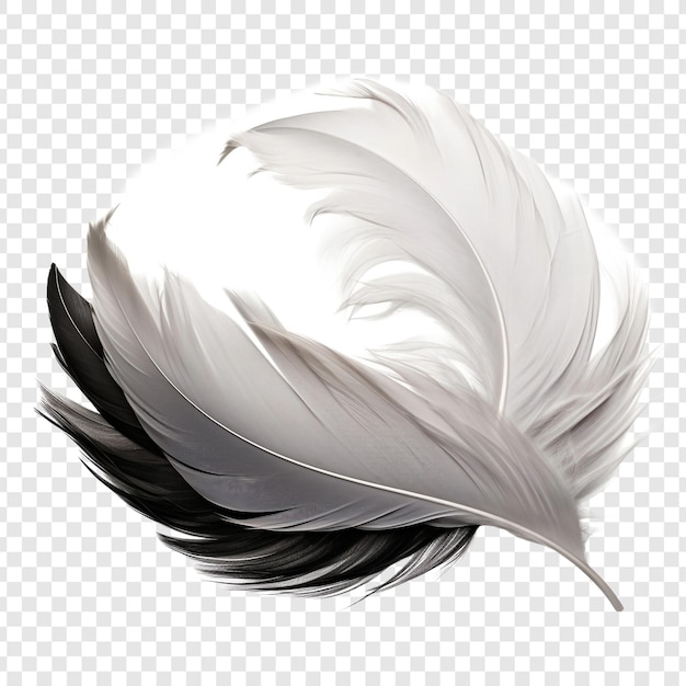 Free PSD feathers adorn a fashionable isolated on transparent background