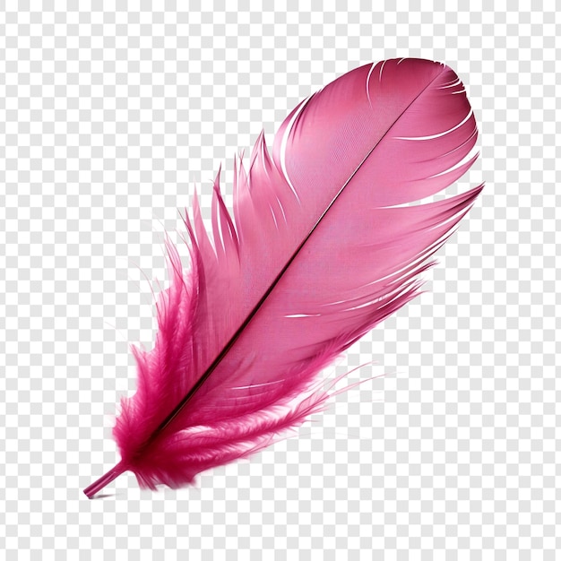 Free PSD feathers adorn a fashionable isolated on transparent background