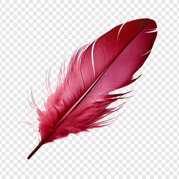 Free PSD feathers adorn a fashionable isolated on transparent background