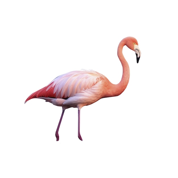 Free PSD flamingo bird isolated