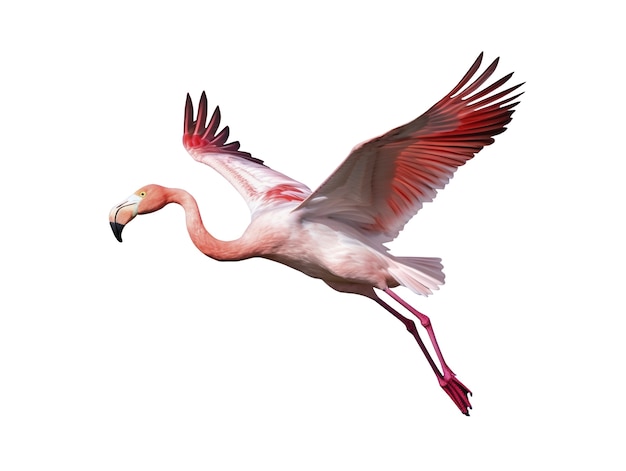 Flamingo bird isolated