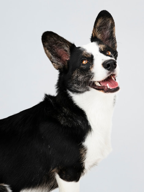 Free PSD happy cardigan welsh corgi dog