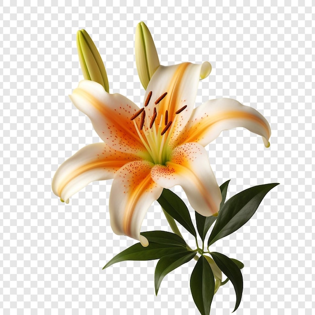 Free PSD lilium flower isolated on transparent background