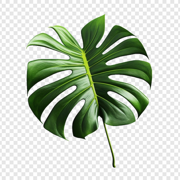 Free PSD monstera deliciosa png isolated on transparent background