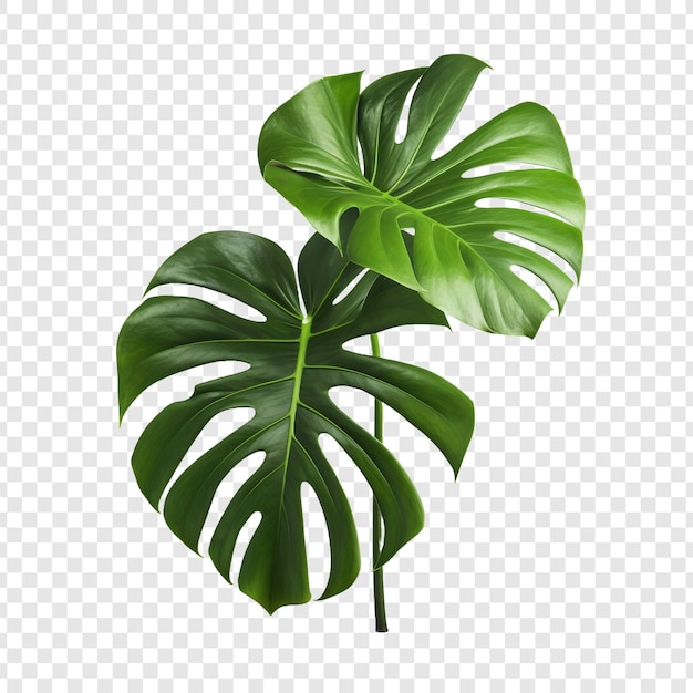 Free PSD monstera deliciosa png isolated on transparent background