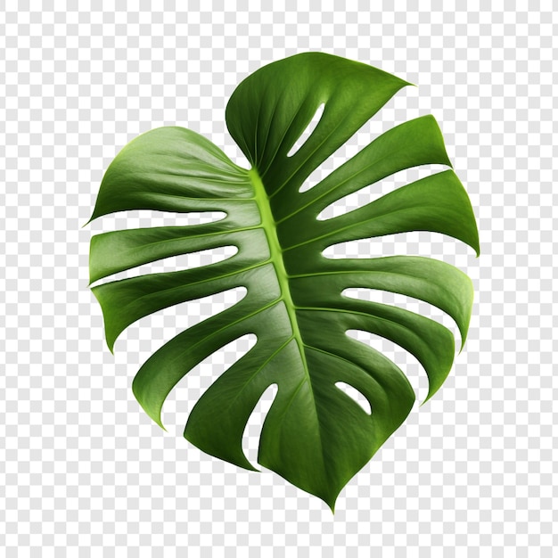 Free PSD monstera deliciosa png isolated on transparent background