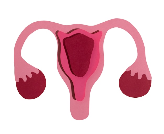 Free PSD ovaries and uterus shape isolated