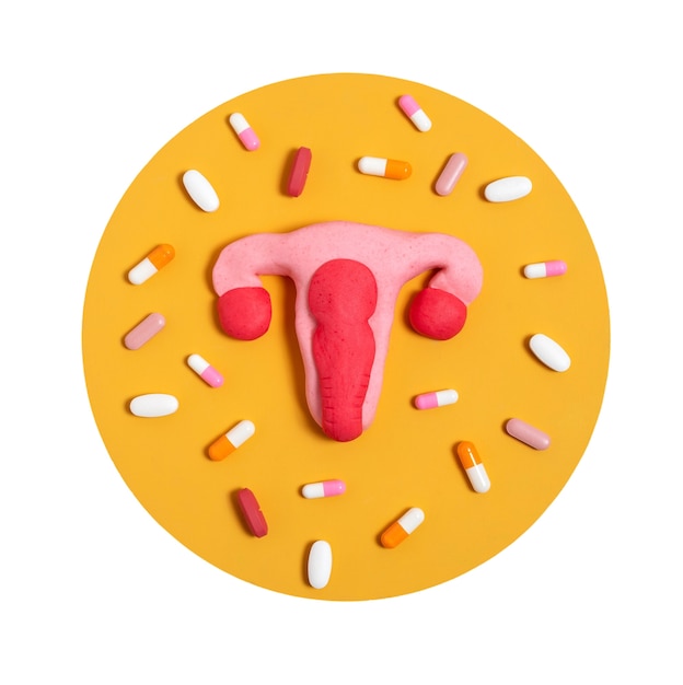 Free PSD ovaries and uterus shape isolated