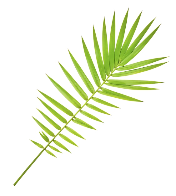 Free PSD palm tree leaf isolated