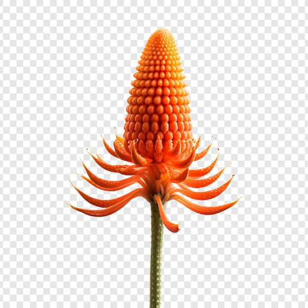 Free PSD red hot poker flower isolated on transparent background