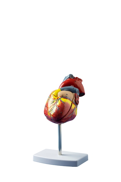 Free PSD still life of anatomical heart